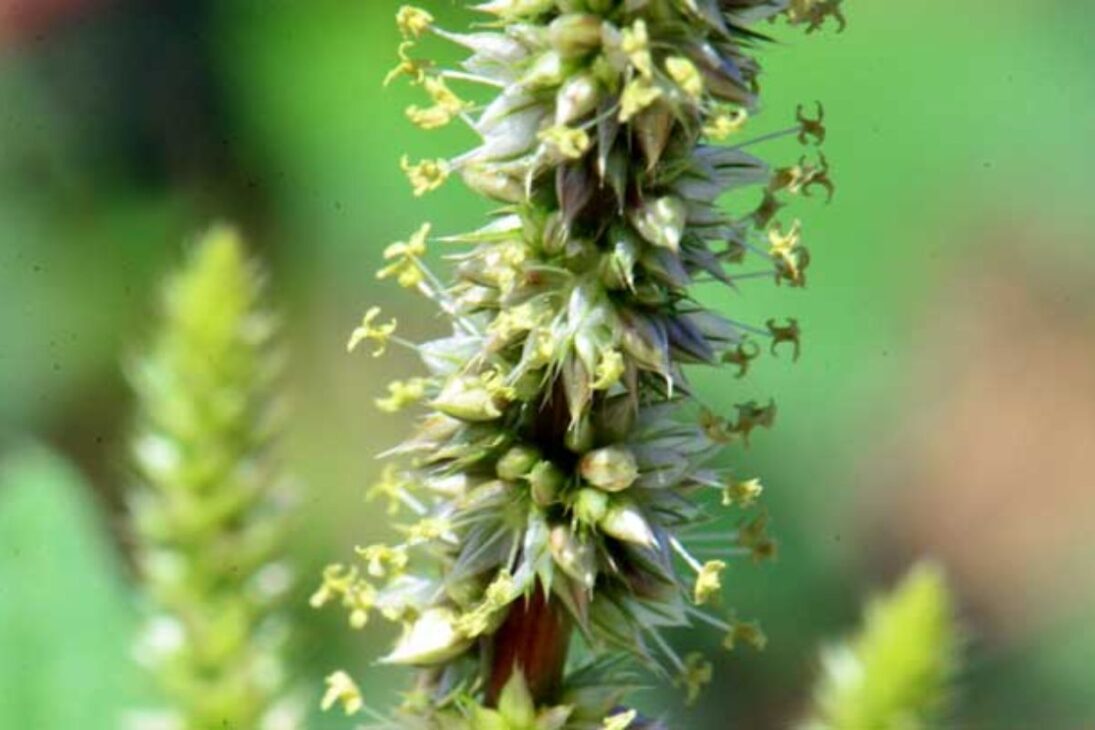 No rancho do deserto, a planta amaranto-palmer deixa de ser erva daninha e vira ferramenta para elevar e proteger carbono orgânico do solo, usando manejo de cobertura, controle de sementes e biomassa sem irrigação.