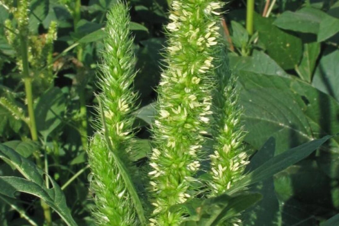 No rancho do deserto, a planta amaranto-palmer deixa de ser erva daninha e vira ferramenta para elevar e proteger carbono orgânico do solo, usando manejo de cobertura, controle de sementes e biomassa sem irrigação.