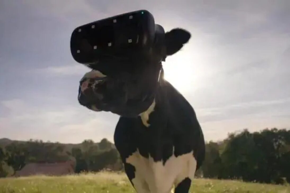 Em fazendas leiteiras, vacas usam óculos de realidade virtual para aumentar produção de leite, melhorar o bem-estar animal e viver realidade virtual no campo.