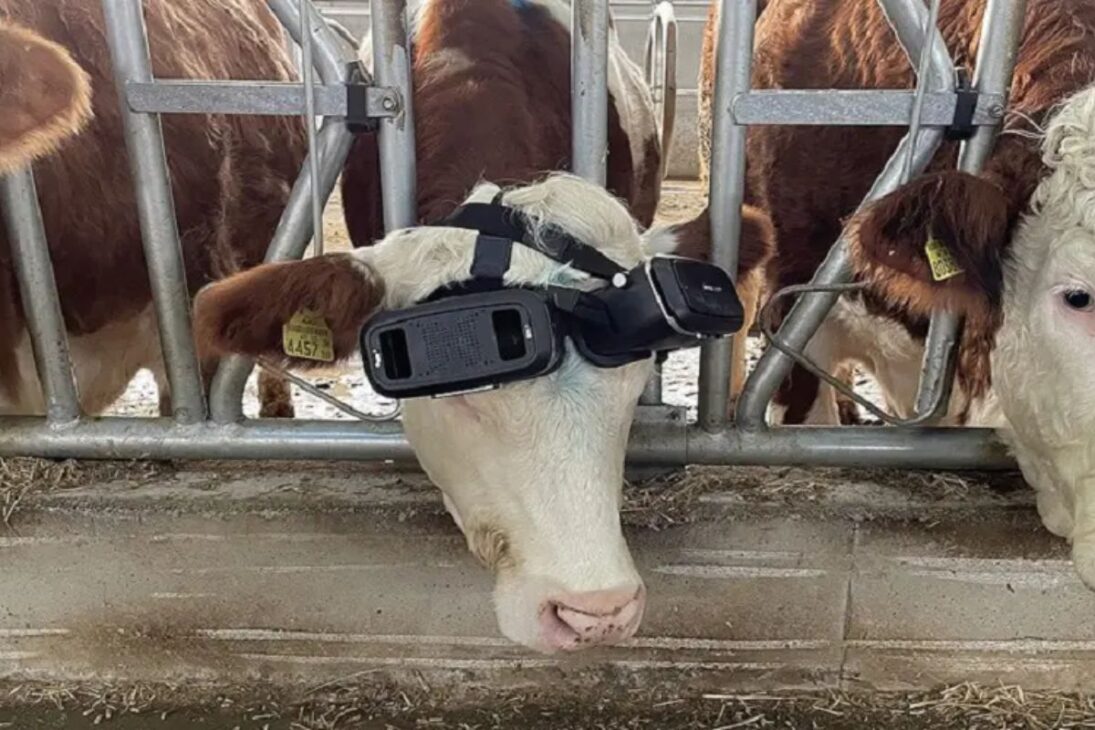 Em fazendas leiteiras, vacas usam óculos de realidade virtual para aumentar produção de leite, melhorar o bem-estar animal e viver realidade virtual no campo.