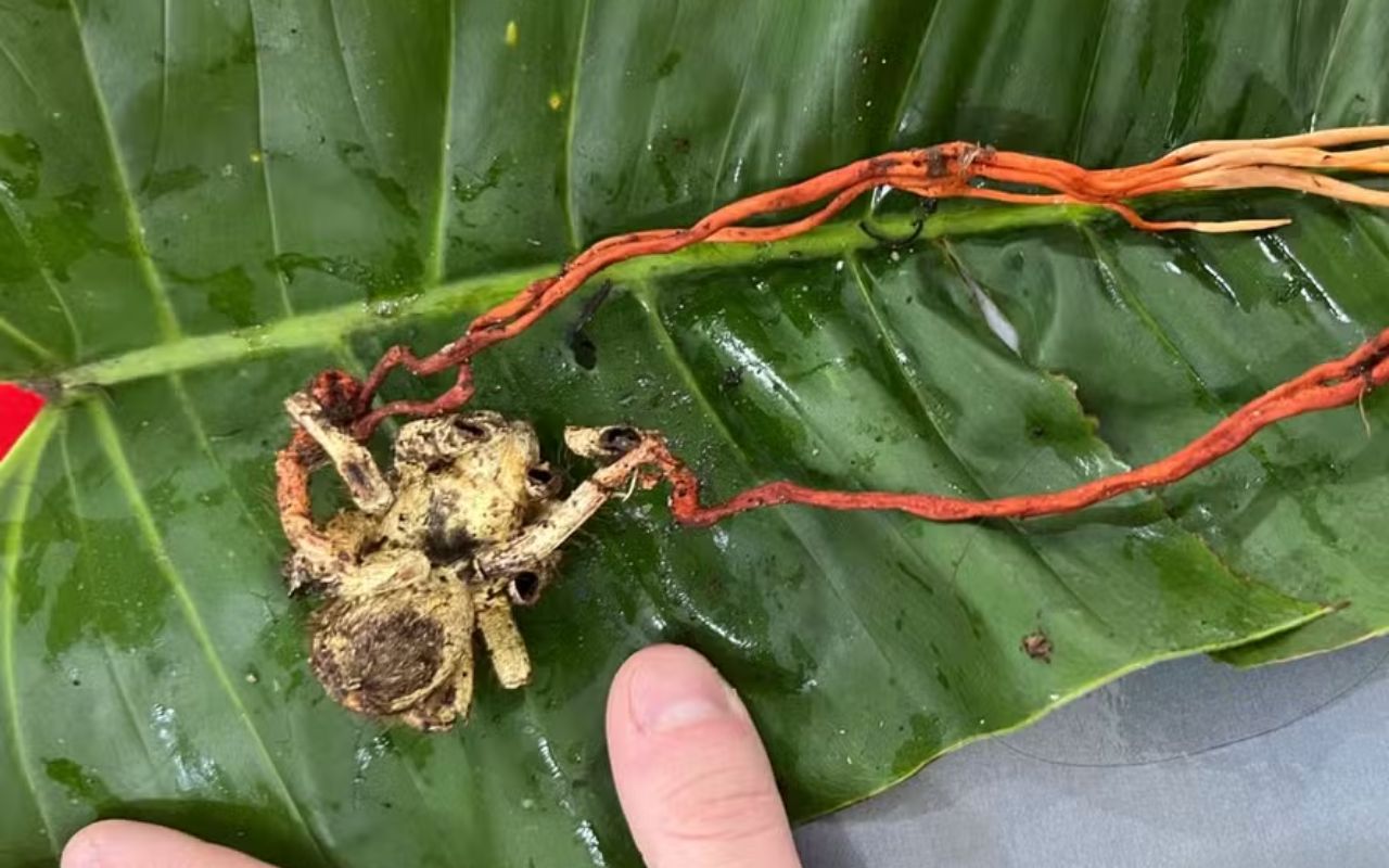 Cientistas registram tarântula dominada por fungo zumbi na Amazônia. Fenômeno raro revela a complexidade da biodiversidade brasileira.