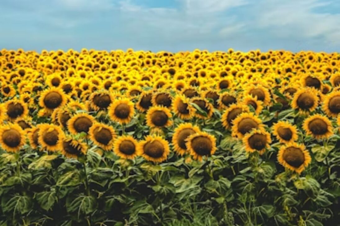 Plantas como girassol e nabo forrageiro geram biomassa e ajudam a recuperar solo compactado sem química.