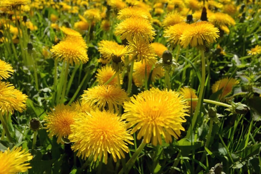 Plantas como girassol e nabo forrageiro geram biomassa e ajudam a recuperar solo compactado sem química.