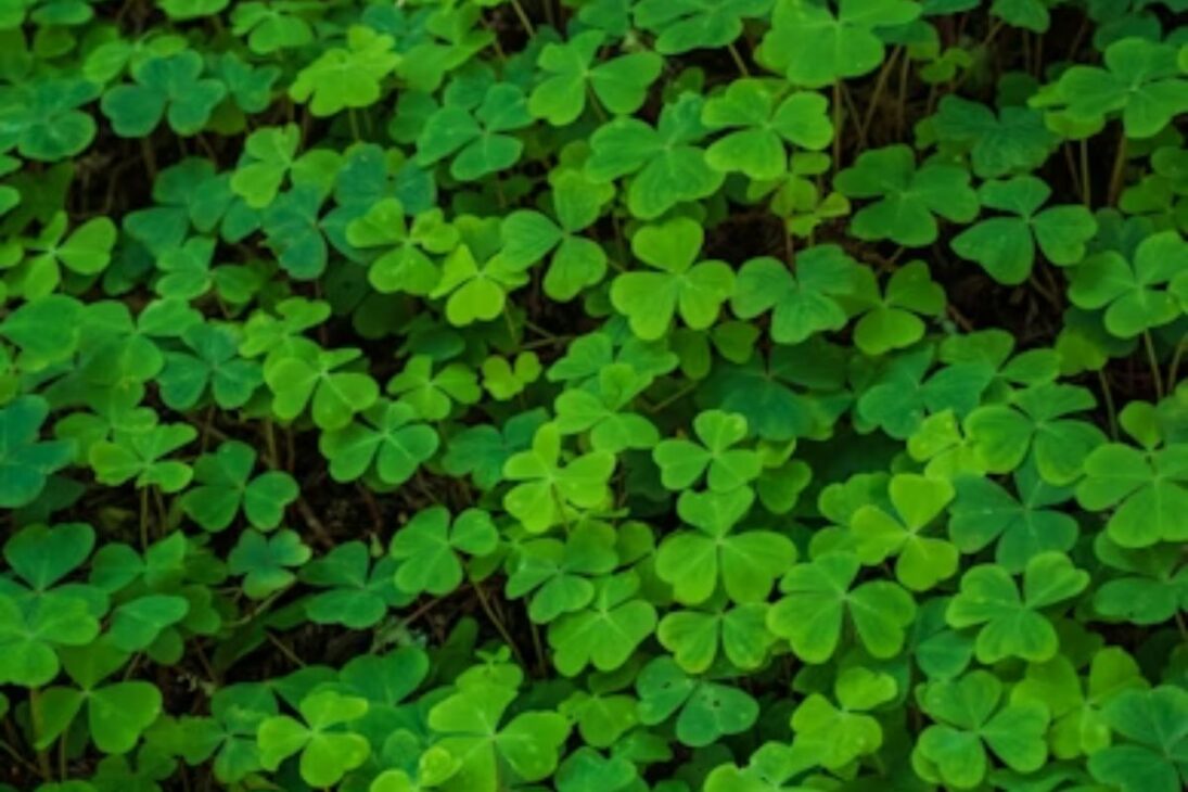 Plantas como girassol e nabo forrageiro geram biomassa e ajudam a recuperar solo compactado sem química.