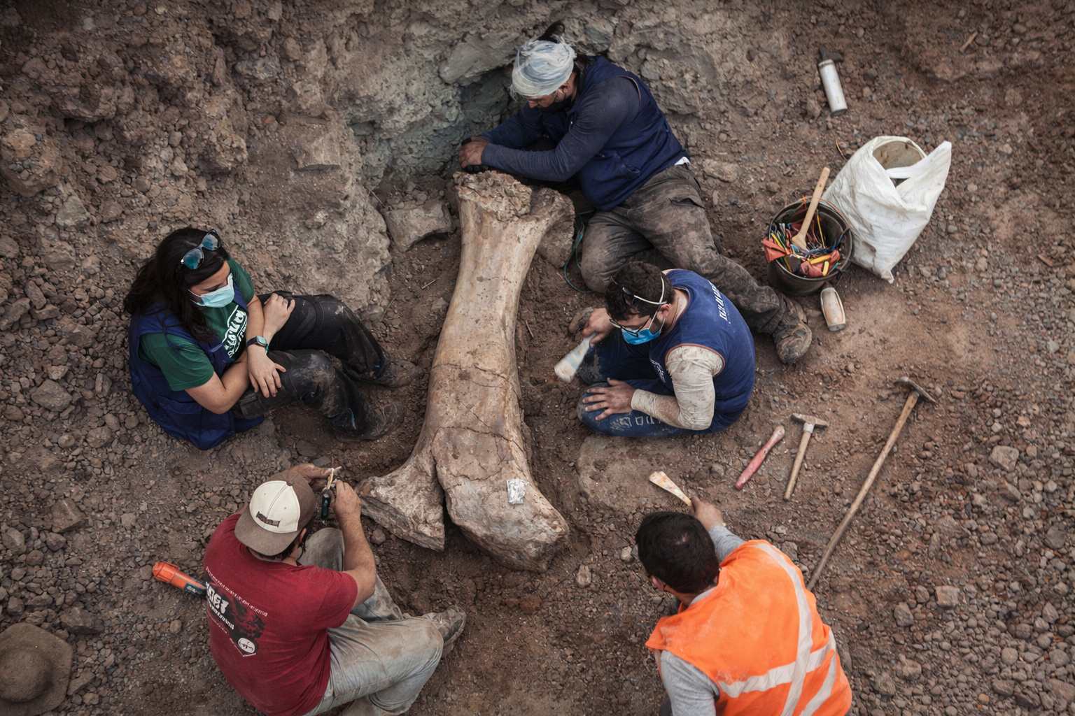 Fêmur de 1,5 metro do Dasosaurus sendo escavado no Maranhão