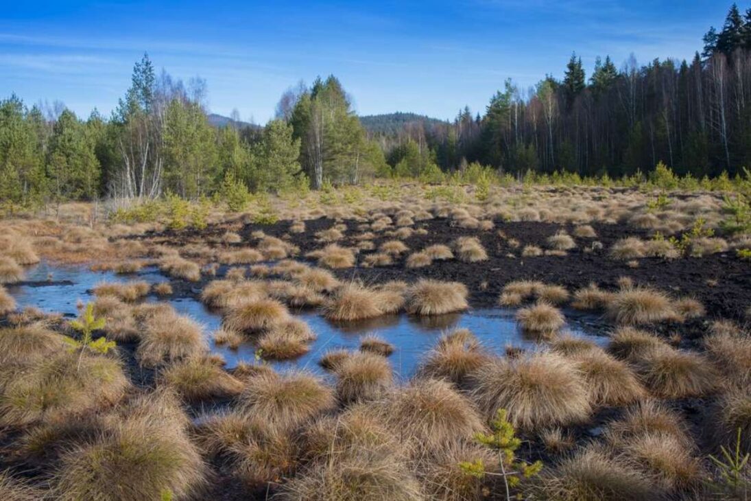 Escavadeiras na Suécia fecham valas em turfeiras, elevam o lençol freático e testam se a restauração hidrológica pode religar uma paisagem inteira.