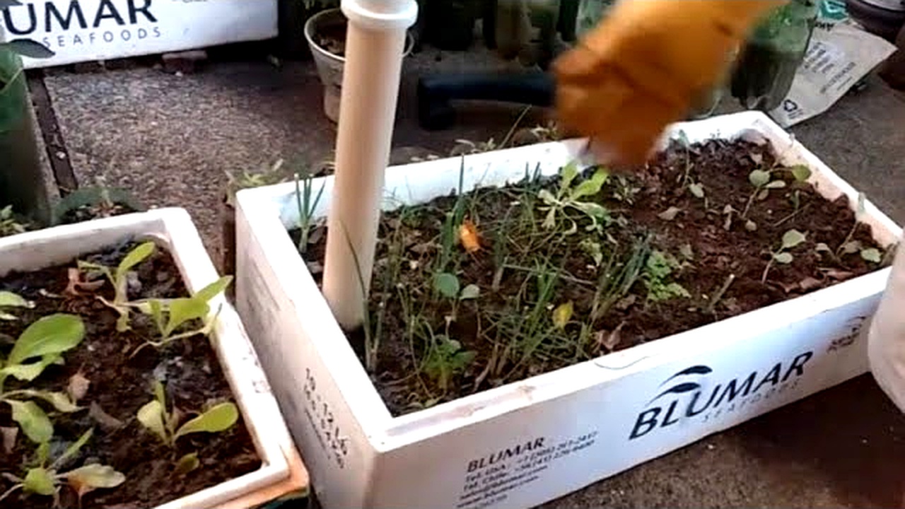 Agricultores cortaram caixas de isopor, forraram com lona plástica, enterraram cano de PVC perfurado no fundo e criaram canteiro autoirrigável de baixo custo que eleva a água por capilaridade diretamente às raízes e mantém a horta úmida por até uma semana sem rega