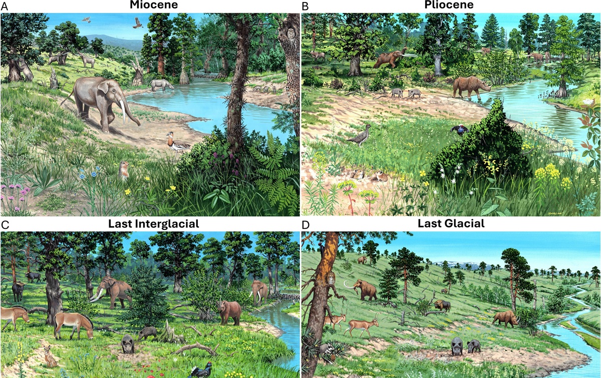 Reconstruções artísticas paleoambientais dos estados dos ecossistemas na Europa Central ao longo dos últimos 23 milhões de anos. As ilustrações retratam paisagens típicas e grandes herbívoros importantes em seis períodos: o Neogeno (origens evolutivas de muitos táxons atuais), o Pleistoceno (linha de base pré- Homo sapiens ) e o Holoceno (ecossistemas moldados pela ação humana). Na maioria dos períodos, as paisagens são mostradas como mosaicos ricos em árvores e flores, mantidos por uma abundância de grandes herbívoros. Somente no Holoceno recente os ecossistemas se tornam densamente arborizados devido à perda de herbívoros ou fortemente moldados pela pecuária e agricultura. Crédito: Márton Zsoldos