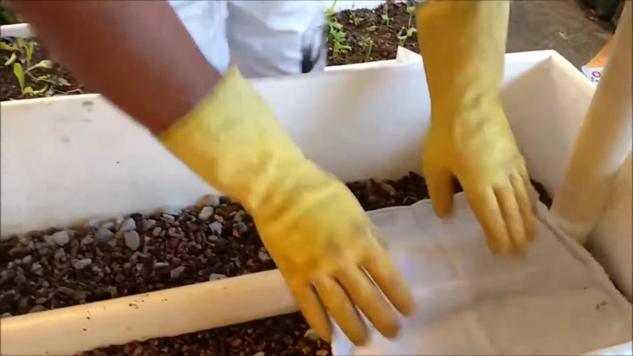 Agricultores cortaram caixas de isopor, forraram com lona plástica, enterraram cano de PVC perfurado no fundo e criaram canteiro autoirrigável de baixo custo que eleva a água por capilaridade diretamente às raízes e mantém a horta úmida por até uma semana sem rega