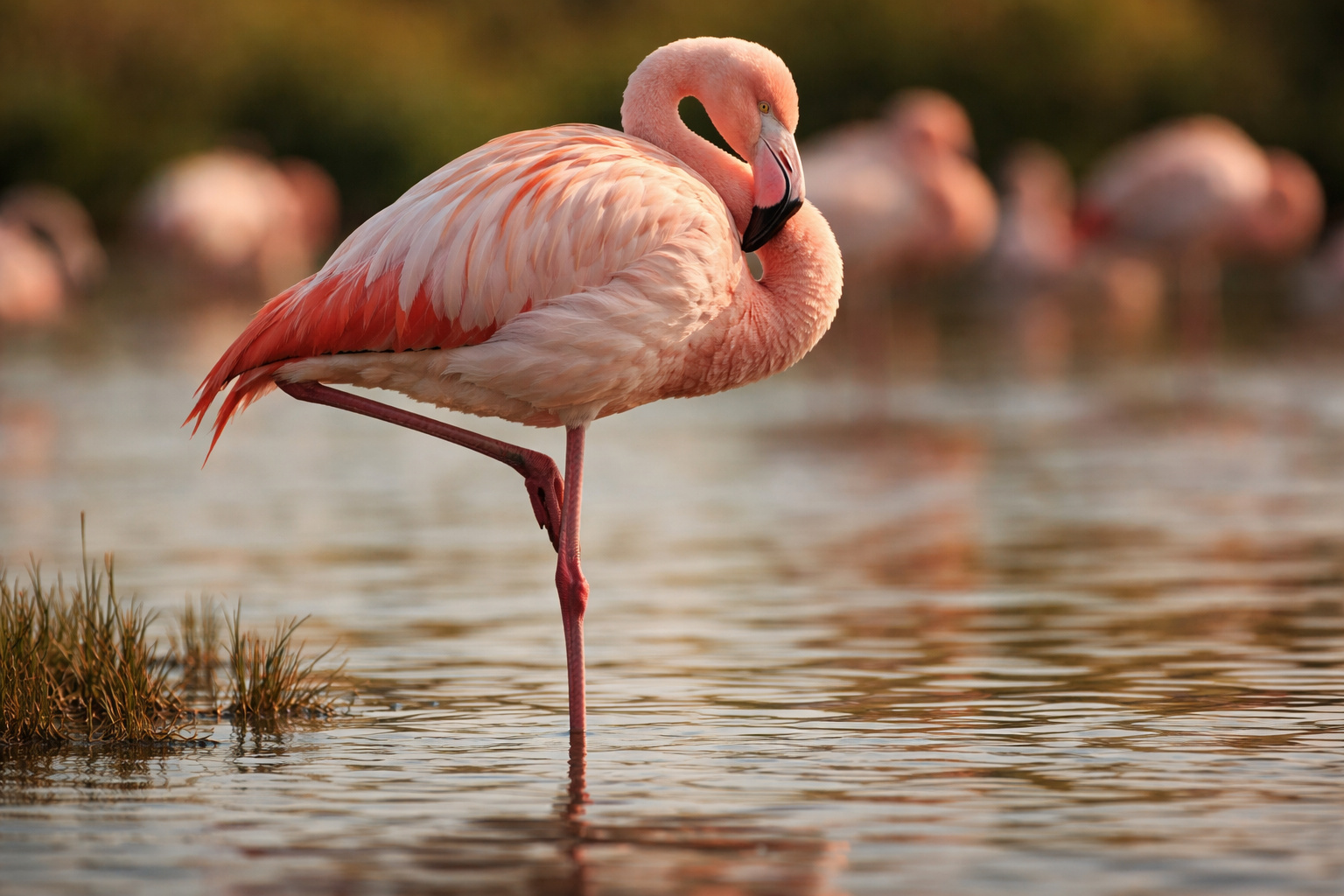 Flamingo rosado descansando em uma perna só em água rasa de lagoa, ilustrando o comportamento natural de equilíbrio e economia de energia das aves.